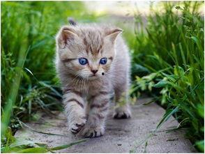 娱乐吃瓜酱猫咪头套