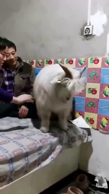 这只羊太搞笑了